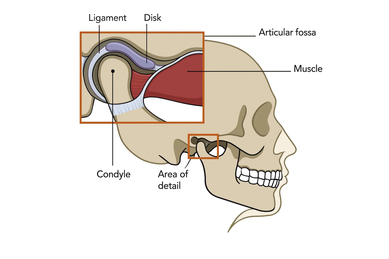 Anatomical illustration of the temporomandibular joint (TMJ) showing ligaments, disk, condyle, and muscles—used for an article about the Best TMJ Specialist in India.